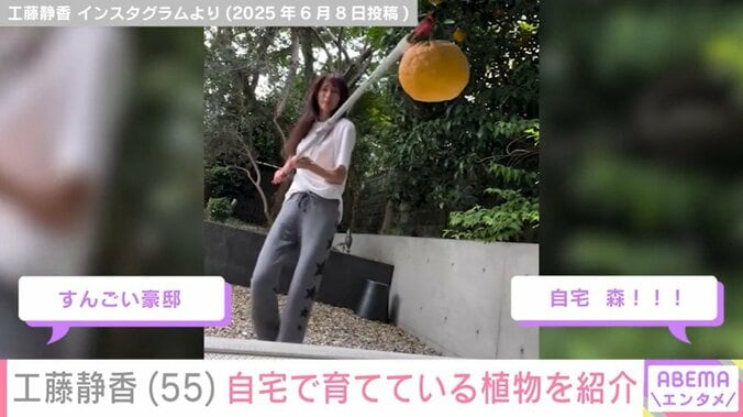 工藤静香、自宅の庭で豪快にオレンジを収穫
