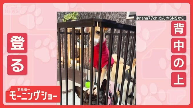 「乗りたいワン！」「気にしないワン」　仲良しワンちゃんたち　なぜ背中にのぼる？　 1枚目
