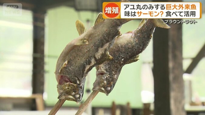 ブラウントラウトの塩焼き