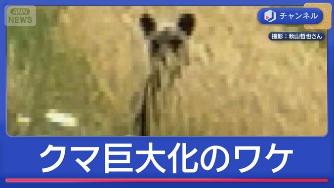 GWの人里に…クマが巨大化　なぜ？ 1枚目