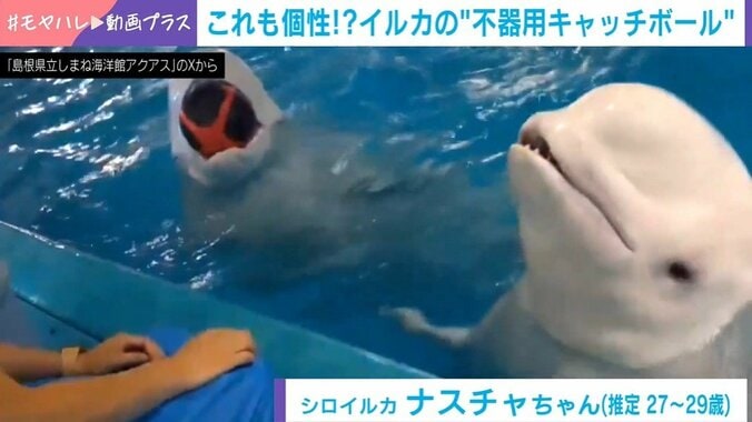 シロイルカのナスチャちゃんとランゲルくん