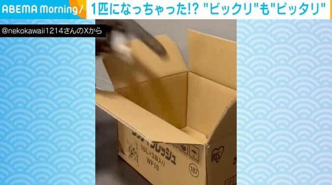 猫のチャイくん（1歳半）とラテちゃん（1歳半）