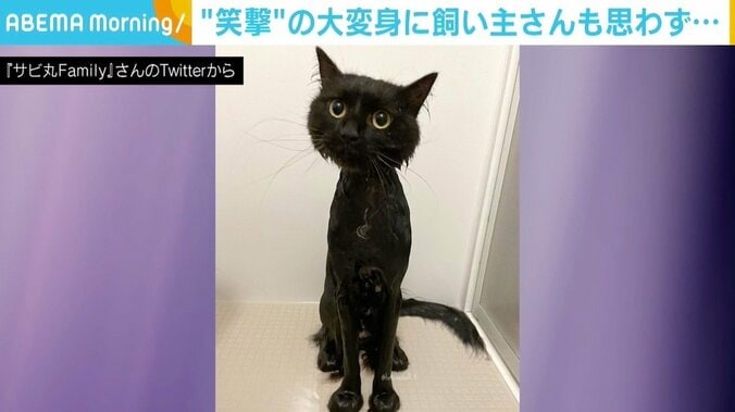「笑ってて本当にごめんね…」 シャンプーでふわふわがぺしゃんこに 黒猫が“笑撃”の大変身 2枚目