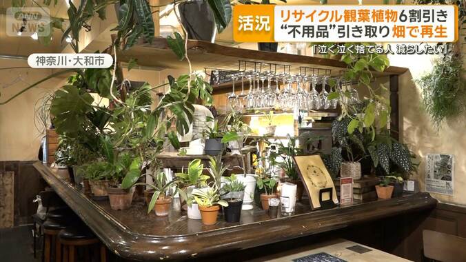 リサイクル観葉植物販売“6割引き”も　不用品引き取り畑で再生　捨てる以外の選択肢 1枚目