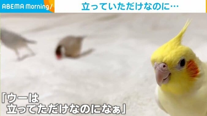 立っているだけのインコに起きたまさかの“悲劇” コントのような衝撃展開に「理不尽の極み」「かわいそうｗｗｗ」視聴者くぎ付け 1枚目