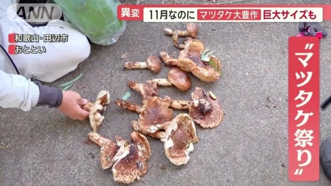 23人でマツタケ狩りで…