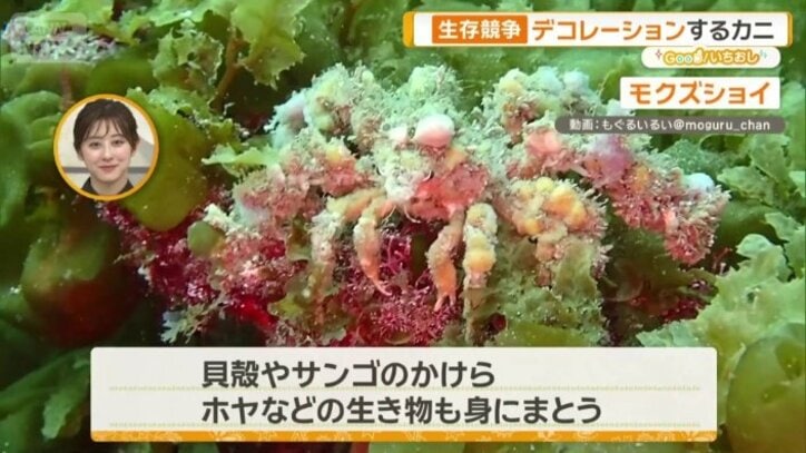 カイメン類や海藻を体にまとう習性