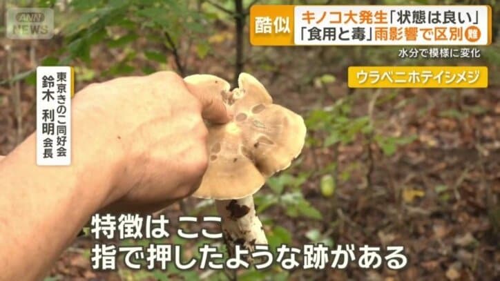 ウラベニホテイシメジ