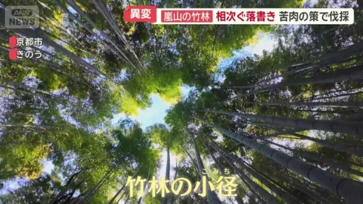 「竹林の小径」