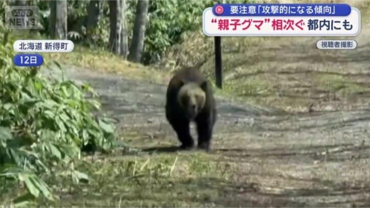 車に向かって突進するクマ