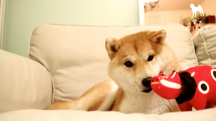 柴犬だいふく VS 赤べこさん 上下に動く首に「友達になれるかな…?」