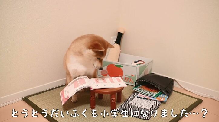 「お尻出てるよ!」ふわもこ柴犬だいふく、家を買う? お散歩やおもちゃに大興奮