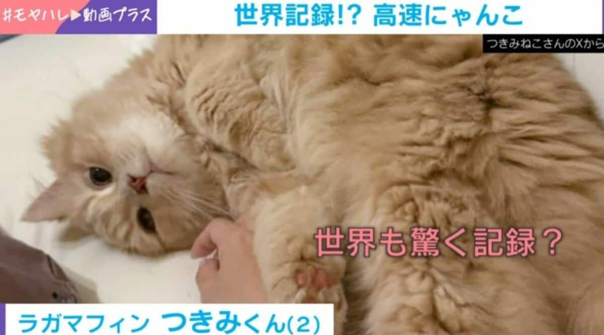 表示回数960万超え！猫の早業に「マジ笑う」「残像が見えた」と反響