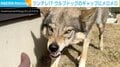 牙むき出しのウルフドッグ 鋭い眼差しの裏に隠された“本音”に「これぞ究極のツンデレ」ネット民メロメロ
