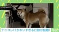 柴犬の目線が「じわ~っ」 回った後の行動に「やっぱり笑っちゃう」と反響続々