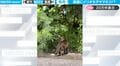 視聴者もビックリ！“絶滅危惧種”イリオモテヤマネコに突然遭遇した瞬間 白昼に現れた“超激レア映像”