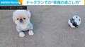 オン・オフがはっきりしすぎな犬 ボールを追いかける姿の“ギャップ”に飼い主「やはり走らないか〜」