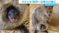 厳選！あつまれ どうぶつの赤ちゃん