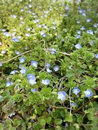 立花胡桃『第2の人生』