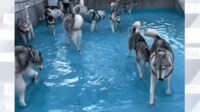 【映像】「みんな大好きハスまみれ!」10数頭のシベリアンハスキーが…