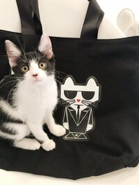 藤あや子『LAで買ったバッグ♪』