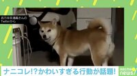 柴犬の目線が「じわ～っ」  回った後の行動に思わず笑ってしまう