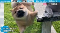 「オチが見えてても爆笑」猫にちょっかいの柴犬→瞬間フレームアウト…衝撃ラストに「まるでコント」の声 【ABEMA TIMES】