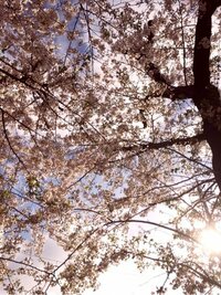 ともさかりえ 息子の学校の役員になったことを報告