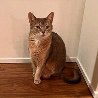 しょうくん『シャンプーレスデイズ』