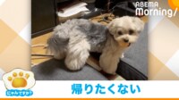 【映像】 “露骨に”テンションを下げる犬