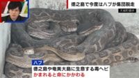 【映像】ハブが脱走して住民は恐怖? 徳之島のリアル