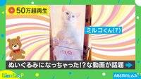 ぬいぐるみ!?窓際に佇む猫の擬態能力