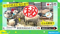 【映像】ヒツジからヒツジに乗り移る子ヤギ
