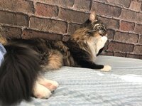 キンタロー。『疲れと便秘』