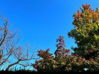 古村比呂『局所麻酔で発見』