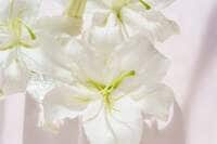 寺田理恵子『追悼 島崎俊郎さん』