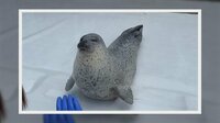 【映像】“バイバイ”するアザラシ