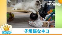【映像】“頭ポンポン”&“尻尾フリフリ”で赤ちゃんを喜ばせる猫