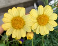 小林麻耶『改めて...思うこと』