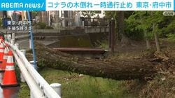 コナラの木倒れ 一時通行止め 東京・府中市