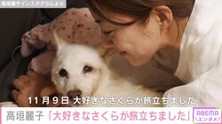 高垣麗子、16歳の愛犬・さくらとの別れを報告「目の前で立派に生を全うする姿を見せてくれました」