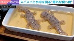 そうめん流しで“楽しげに泳ぐ”絶滅危惧種 「一瞬本物かとw」「流れるプール」20万人が驚愕した珍光景が話題