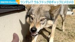牙むき出しのウルフドッグ 鋭い眼差しの裏に隠された“本音”に「これぞ究極のツンデレ」ネット民メロメロ
