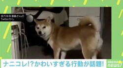 柴犬の目線が「じわ～っ」 回った後の行動に「やっぱり笑っちゃう」と反響続々