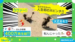 起き上がれなくなった“赤ちゃん”の元に駆けつける親カモに「すっ飛んでくるってこういうこと」と称賛の声