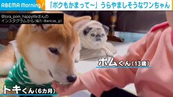 飼い主の娘と柴犬のじゃれあいを見つめる視線 後方からの羨ましげな“圧”が話題