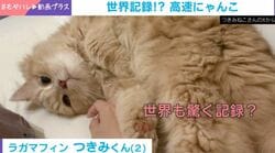 表示回数960万超え！猫の早業に「マジ笑う」「残像が見えた」と反響