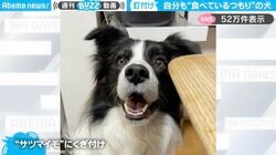 さつまいも欲しさに口を動かす犬 「目がキラッキラ！」「食べたい気持ちが伝わる」と反響