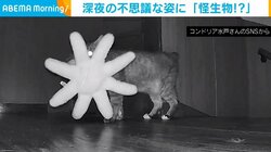 深夜に徘徊する“怪生物”？ ぬいぐるみを運ぶ猫の奇妙な姿に飼い主驚愕
