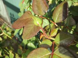  クリス松村、インフルエンザの予防接種後に見舞われた嫌な症状「ようやく打った腕の痛みが和らいで」 